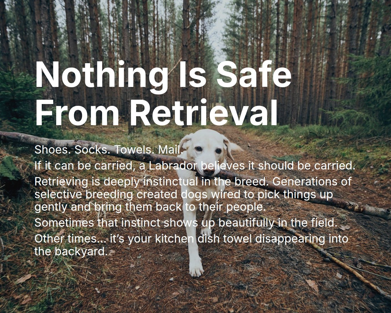 What is the strangest thing your Lab retrieves?
