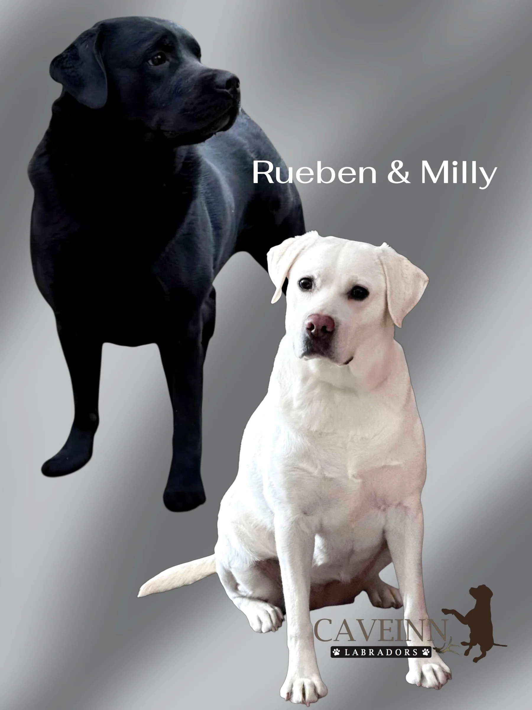 Behind the Scenes at CaveInn: Preparing for Puppies