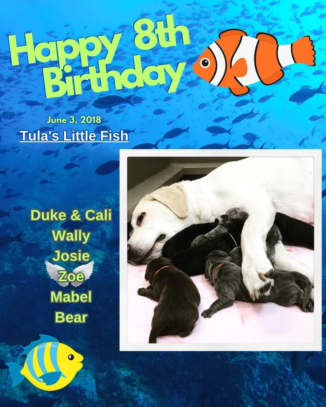 Eight years ago today, on June 3, Tula&rsquo;s #LittleFish made their grand arrival! 🐾🎉

This unforgettable litter was the very first to experience the &ldquo;big slide&rdquo; that splashed them right into a baby pool &mdash; and what a joyful adve