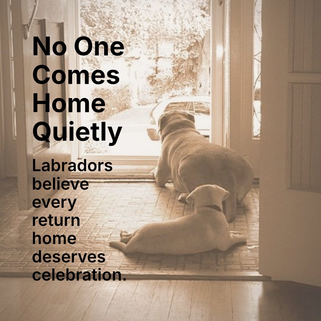 Whether you were gone five minutes or five hours, the response is usually the same: full-body wiggles, happy eyes, and immediate demands for acknowledgment.

Their enthusiasm for people is part of what makes the breed so beloved. They don&rsquo;t jus