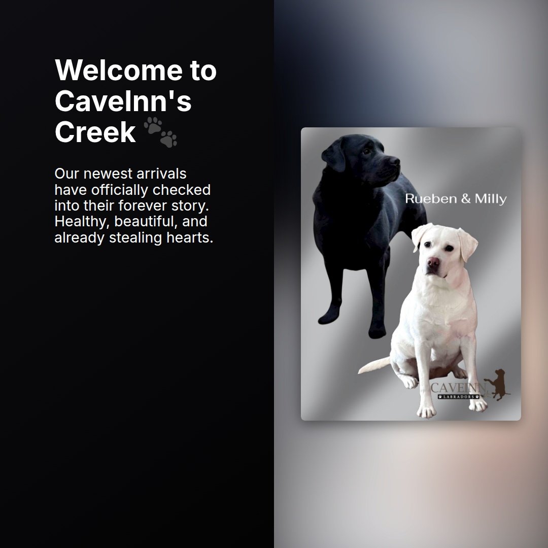 Milly delivered her beautiful puppies June 1. They arrived a few days early and are settling in nicely. Introductions will be coming very soon! #CaveInnsCreek