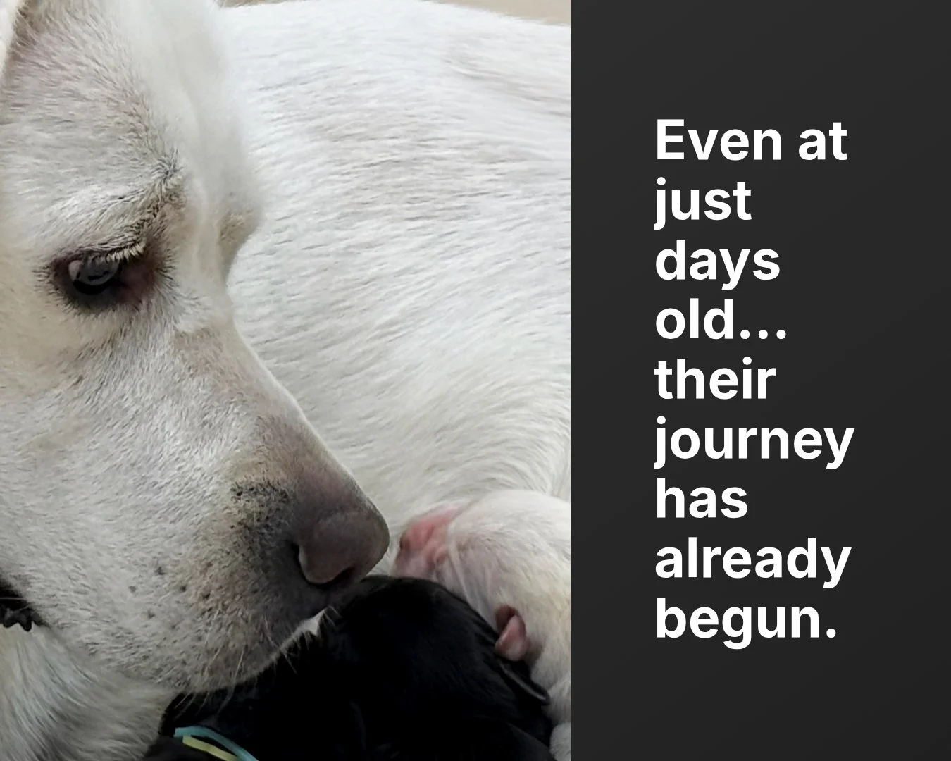 Five days ahead of schedule, the #CaveInnsCreek puppies made their grand entrance into the world. 🐾

Since delivery day, Milly has embraced motherhood beautifully, keeping her babies warm, well-fed, and content while settling into her new role as Mo