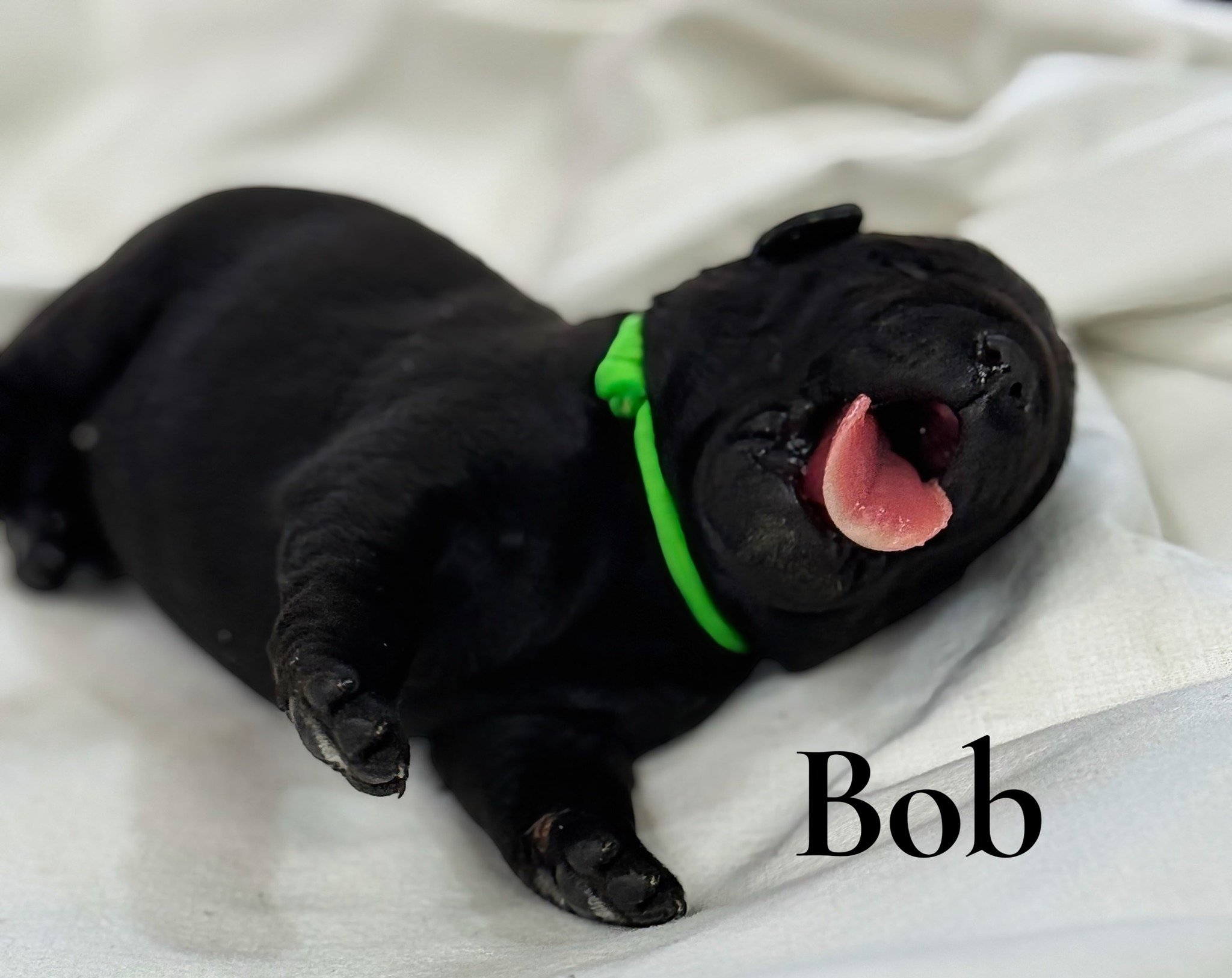 A little &lsquo;b&eacute;b&eacute;&rsquo; content to brighten your day 🖤 at #CaveInnsCreek