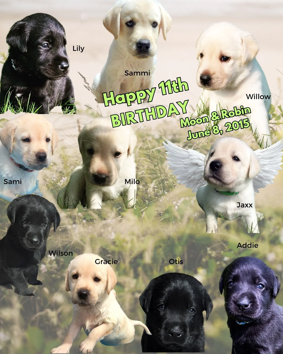Today we celebrate Moon &amp; Robin&rsquo;s puppies turning 11 years young! 🐾🎉

When this special litter arrived, we turned to our followers for help choosing their &ldquo;childhood&rdquo; themed names &mdash; and what fun that was. It hardly seems