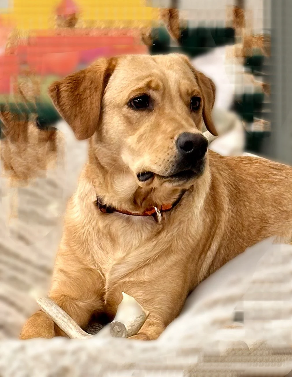 Why Puppies Turn Into "Land Sharks" After a Nap