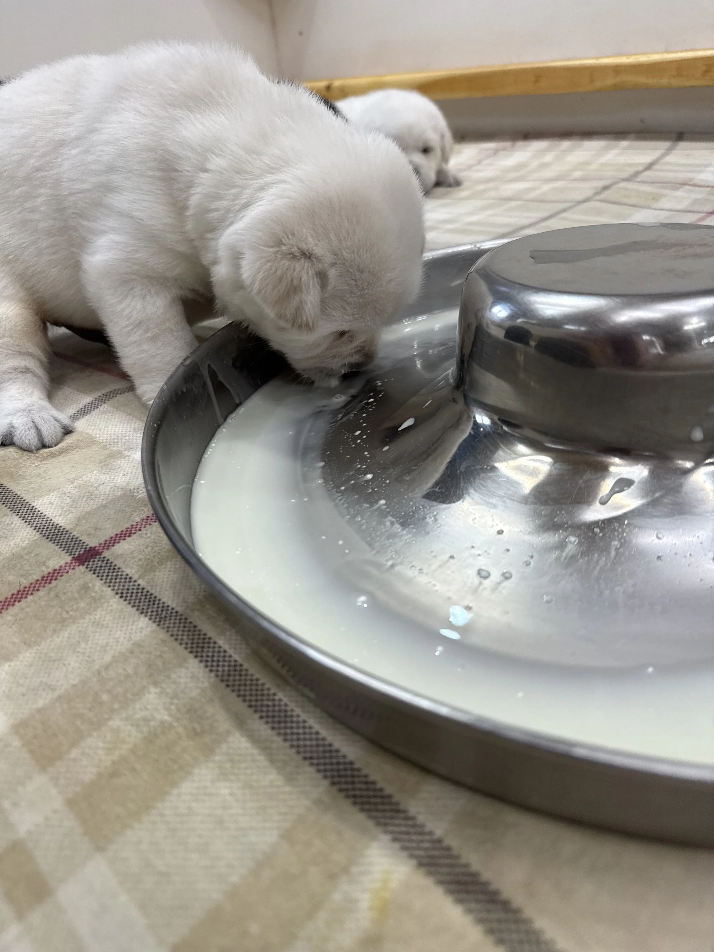 Goat's Milk: A Nutritious Addition to Puppy Weaning Process
