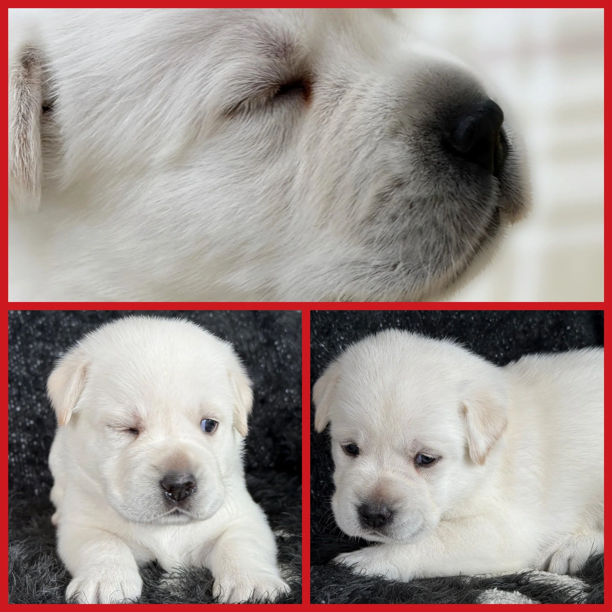 🤍 Puppy Spotlight: Twyla

Some puppies don't have to ask for your attention...

They simply steal your heart.

Meet Twyla, our beautiful white girl and one of the sweetest little treasures in the #CaveInnsCreek litter.

From the very beginning, Twyl