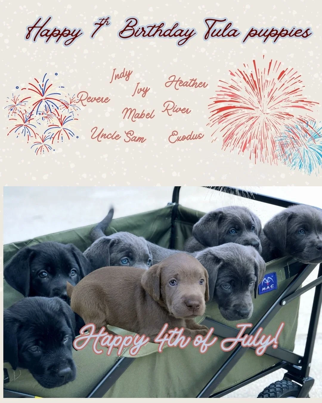 🇺🇸🎆 Happy 7th Birthday to Tula's Star-Spangled Crew! 🎆🇺🇸

Seven years ago, on the Fourth of July, Tula welcomed a litter of puppies that seemed destined to arrive on America's birthday. They were our own little fireworks&mdash;bright, bold, and