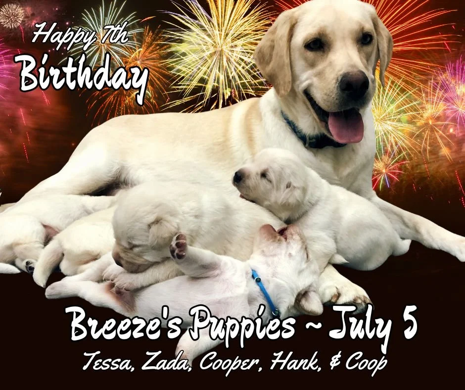 Seven years ago on July 5, Breeze welcomed a spirited litter inspired by the colors, landscapes, and rugged beauty of the Southwest. 🌵☀️

From wide-open skies to desert sunsets, these puppies carried names that reflected adventure, resilience, and a