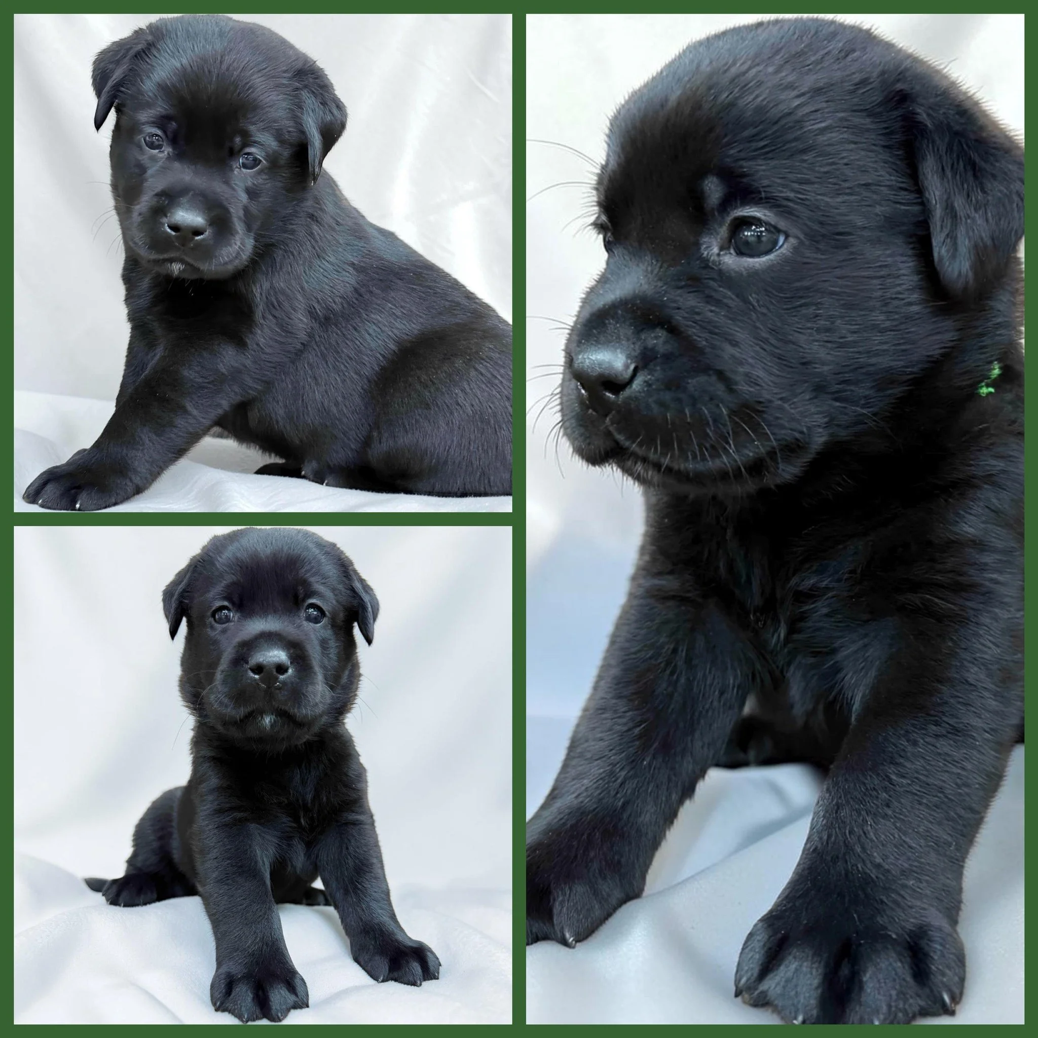 🐾 Puppy Spotlight: Bob

If curiosity had four paws and a wagging tail...

It would be Bob.

Bob is the kind of puppy who wakes up each morning convinced there's something new to discover. Whether it's a toy he hasn't noticed before, a different corn