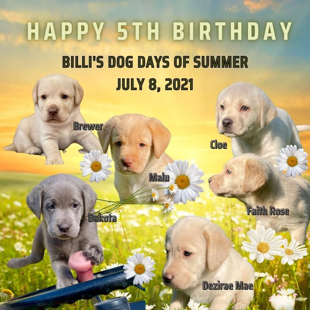 Five years ago, the Dog Days of Summer arrived in the sweetest way possible as Billi and Cave welcomed this wonderful litter into the world. 🌞🐾

From those tiny newborn noses to the loyal companions they are today, it's been a joy to watch each of 