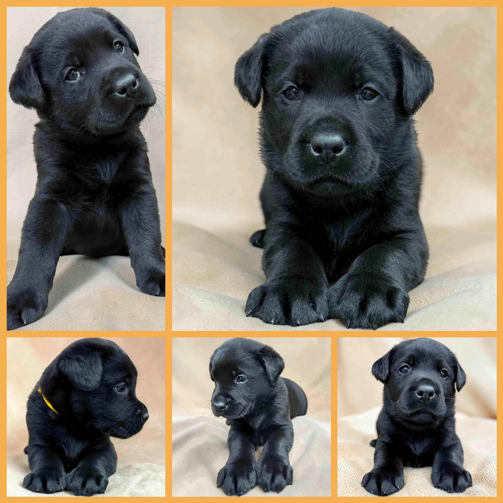🐾 Puppy Spotlight: Roland "Rollie"

Every litter has that one puppy who reminds us to slow down and enjoy the moment.

Meet Roland&mdash;better known around here as Rollie. 🤎

Rollie has a wonderfully easygoing nature that makes him a joy