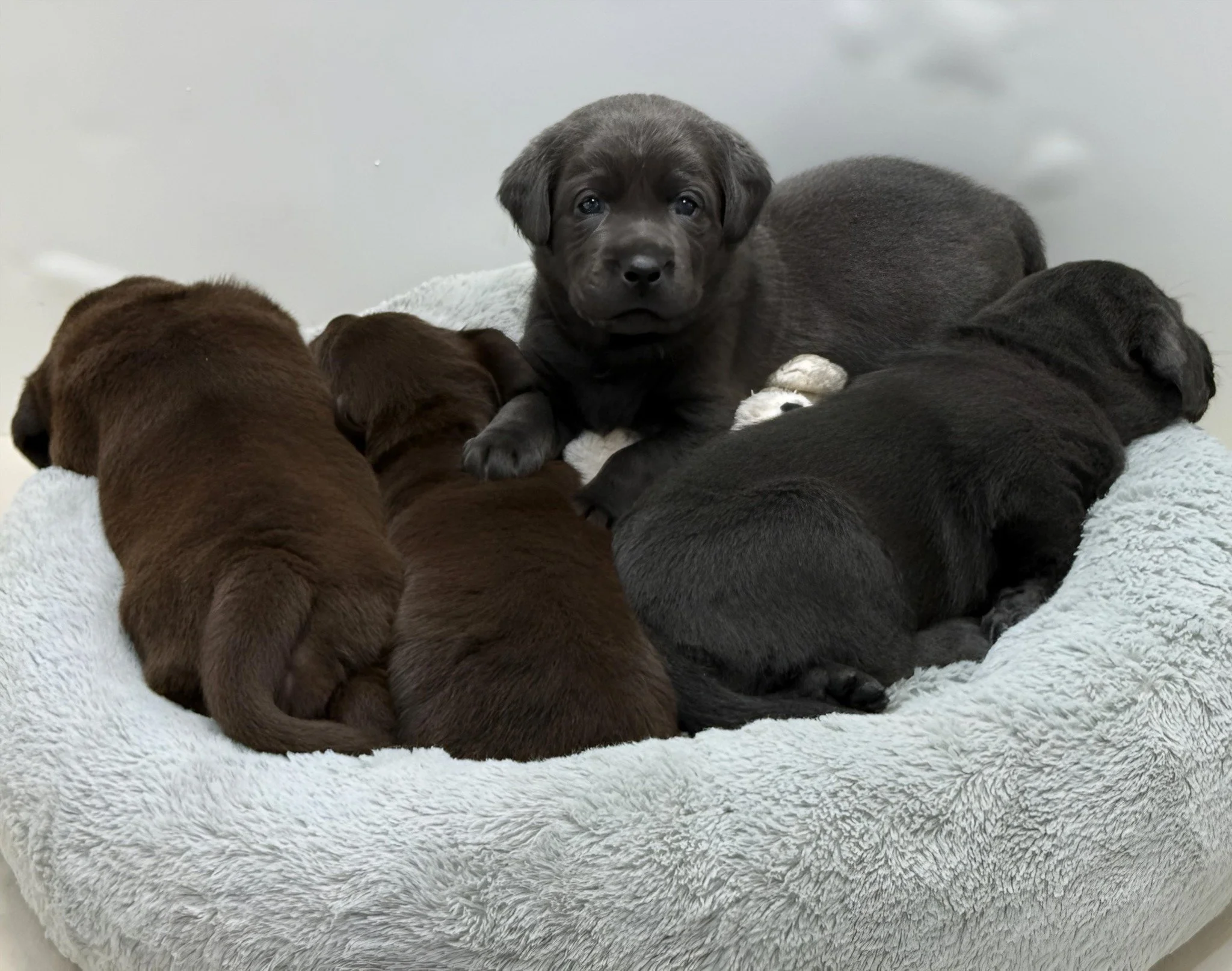 The Woodland Wanderers

🌲 The trails surrounding the Mountain Cabin are calling.

Our little wanderers are becoming more confident each day. Play sessions are getting longer, friendships are forming, and puppy wrestling has become a favorite pastime
