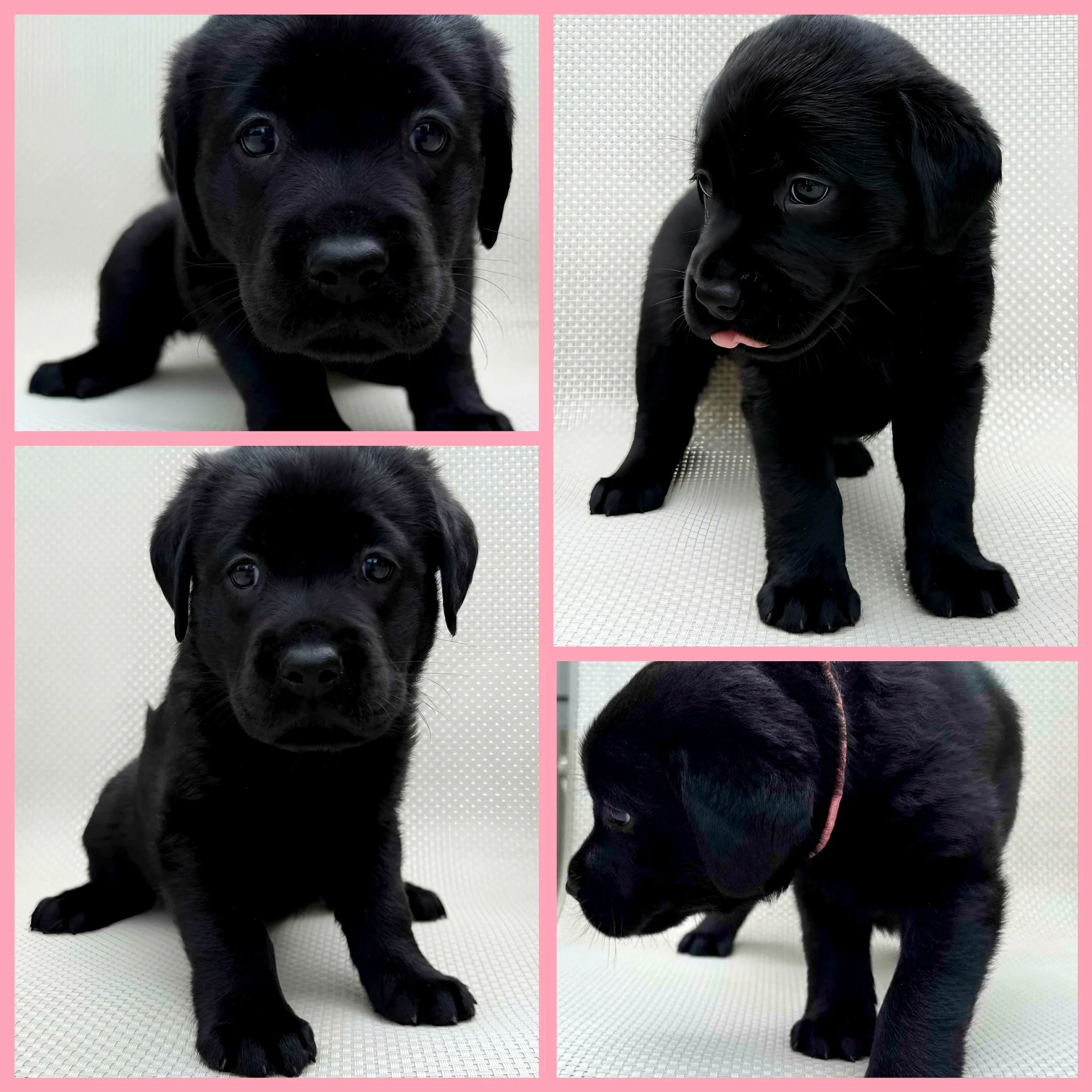 💛 Puppy Spotlight: Alexis

Some puppies enter a room...

Alexis arrives. ✨

Meet Alexis, one of the most confident little ladies in our #CaveInnsCreek litter.

From the very beginning, Alexis has carried herself with an easy confidence that makes ev