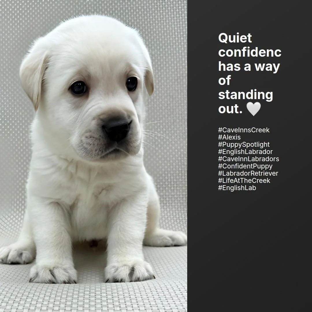 Johnny has a quiet confidence that draws you in. With his beautiful blocky head, thoughtful expression, and calm demeanor, he's the kind of puppy who takes in the world before deciding where to jump in. He isn't one to seek the spotlight&mdash;but so