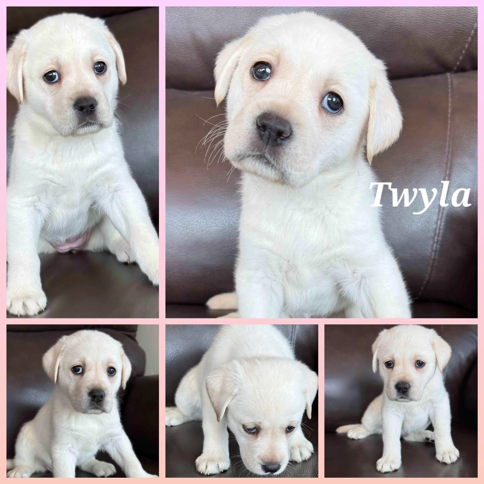 🐾 Six Weeks at the Creek 🐾

How can six weeks pass so quickly?

The #CaveInnsCreek puppies have officially reached one of our favorite milestones. They have transformed from tiny newborns who knew only Momma Milly into curious, confident little Lab