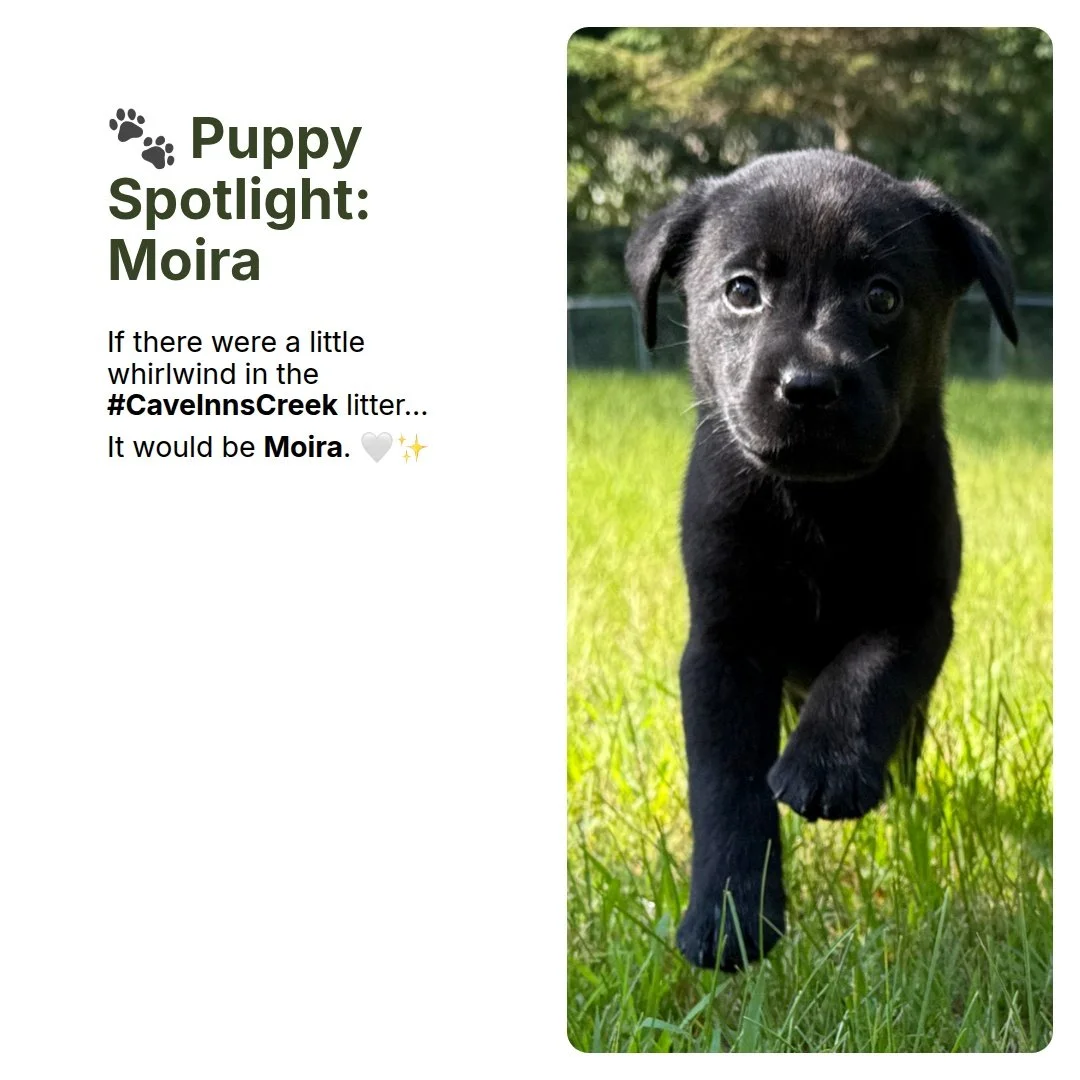 Spunky, spirited, and endlessly entertaining, Moira has a personality that's impossible not to love. She seems to bounce through life with joyful enthusiasm, bringing a little extra energy wherever she goes.

Like her namesake, Moira has a flair for 
