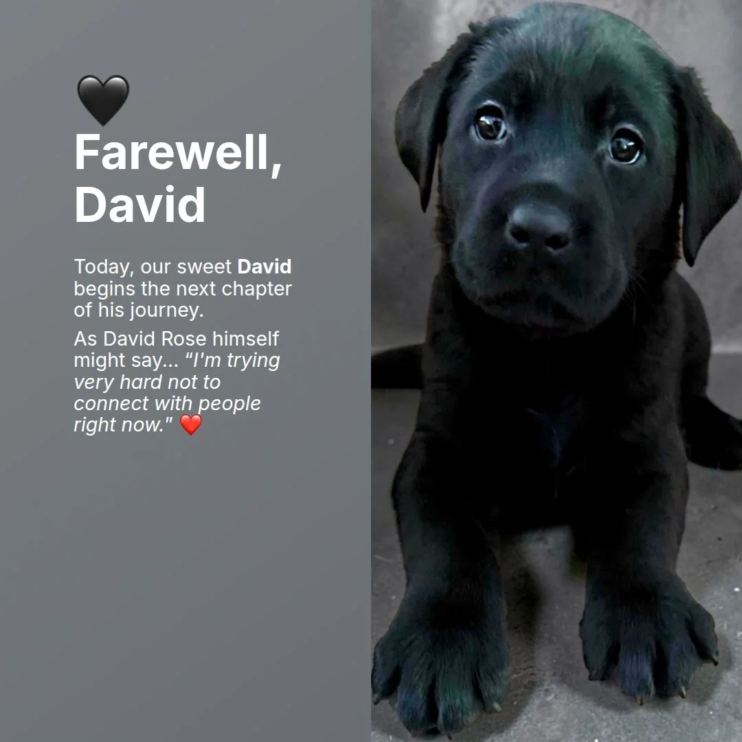 Our first #CaveInnsCreek puppy begins a new journey!