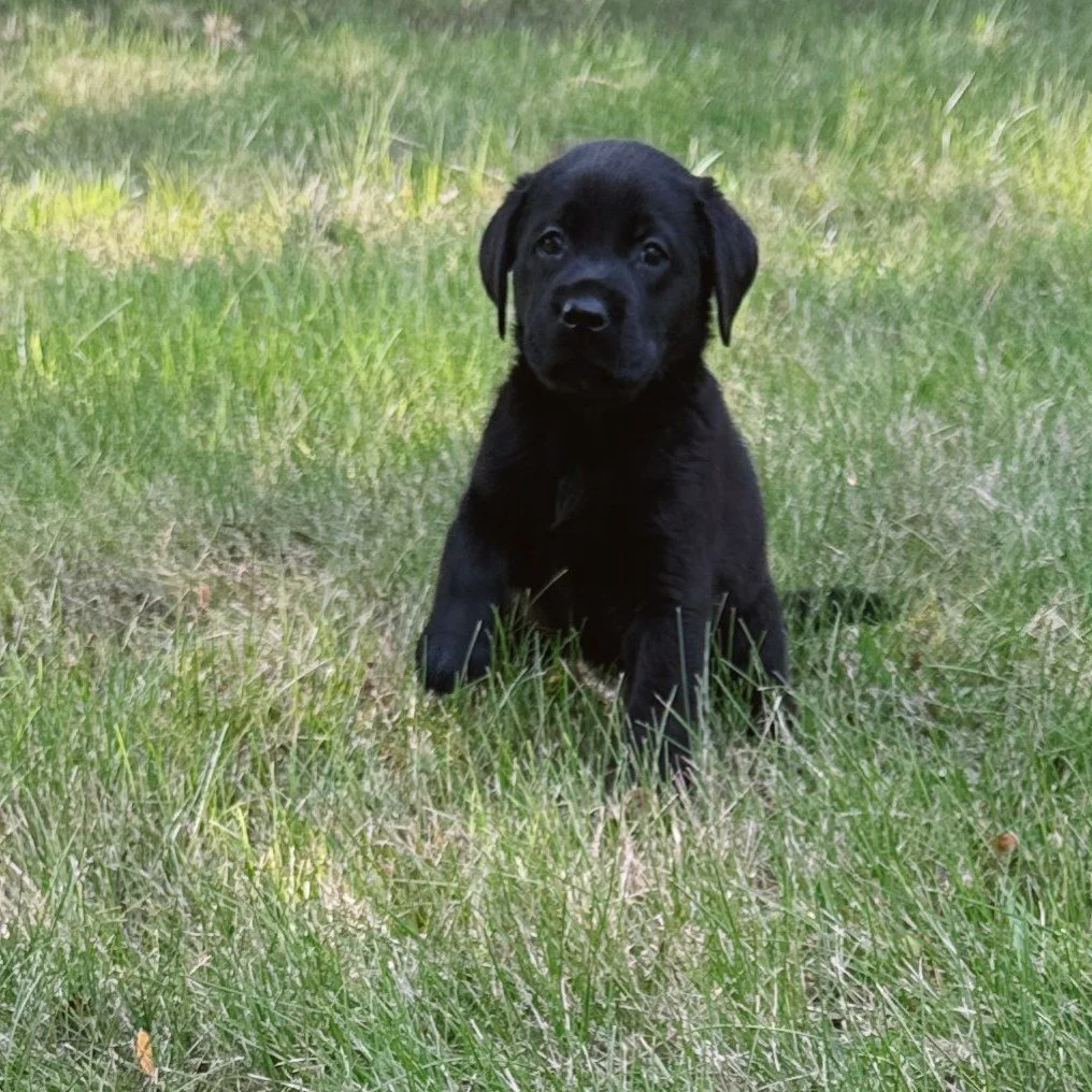🖤 Farewell, David

Today, our sweet David begins the next chapter of his journey.

From the very beginning, David had a quiet way of capturing hearts. He was never the loudest puppy in the room, but somehow he always drew you in with his thoughtful 