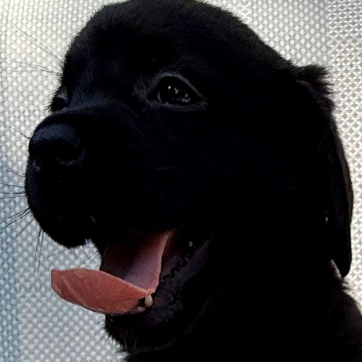 🐾 Puppy Spotlight: Stevie

Some puppies have a way of making confidence look effortless.

Meet Stevie. 🤍

From the very beginning, Stevie has approached life with a quiet confidence that is truly special. New toys, unfamiliar sounds, different surf