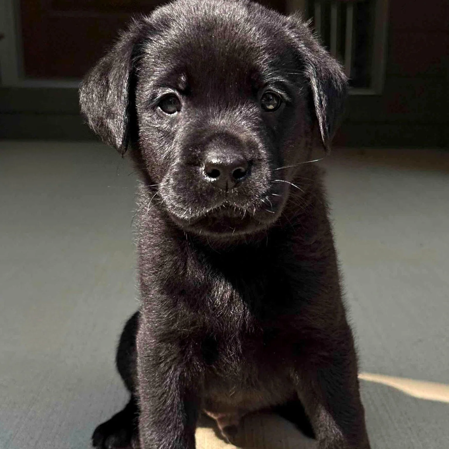 🤎 Farewell, Roland "Rollie"

Today we say, "See you later," to one of the most easygoing puppies in the #CaveInnsCreek litter.

Our sweet Roland&mdash;better known as Rollie&mdash;has officially headed home.

From the very beginn