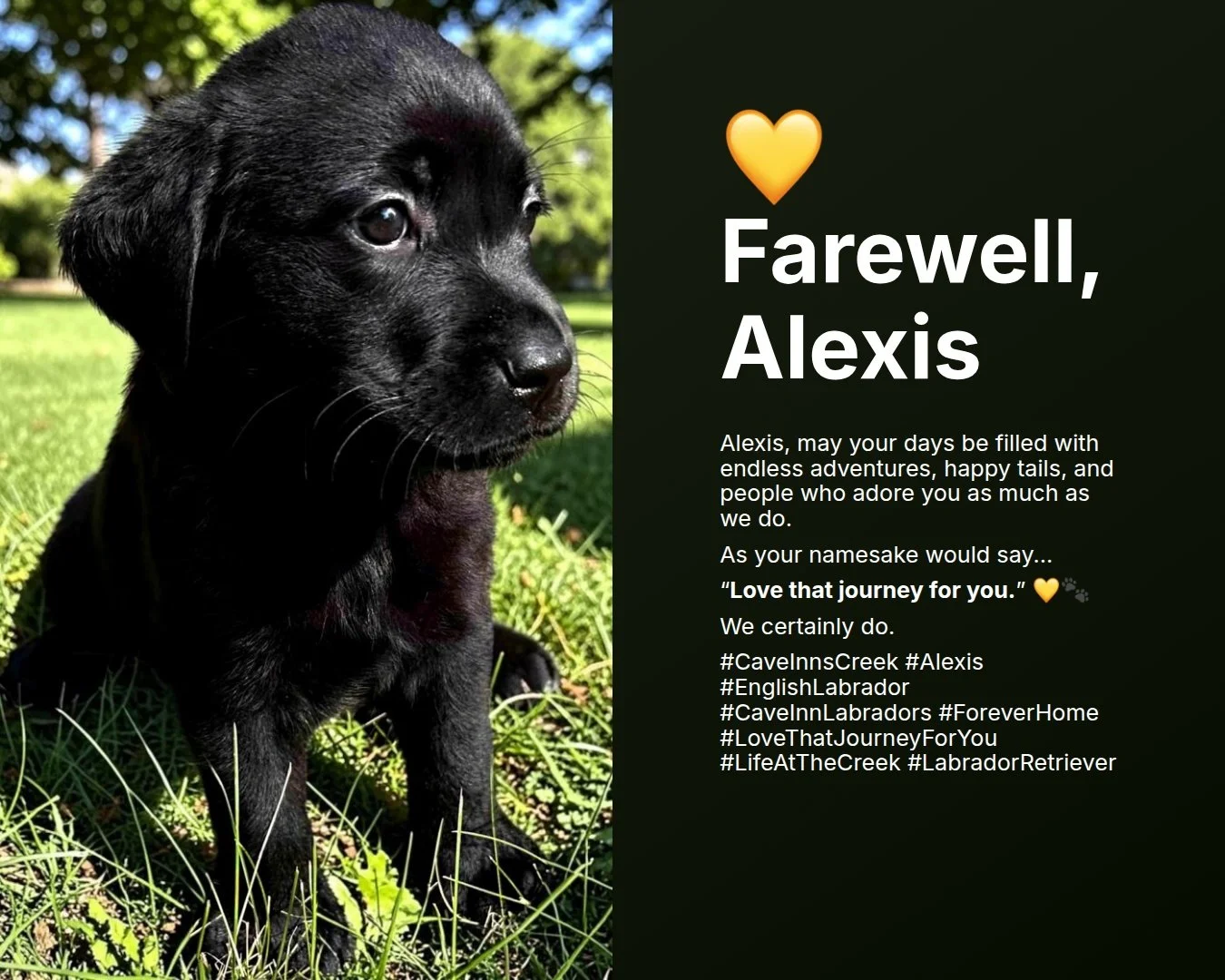 💛 Farewell, Alexis
As your namesake would say...

"Love that journey for you." 💛🐾

We certainly do.
#CaveInnsCreek