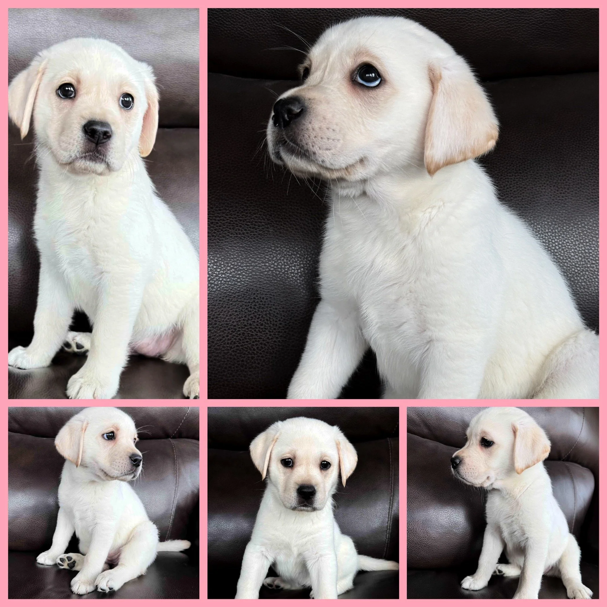 Twyla captured our hearts.

Today, our sweet girl begins the next chapter of her story as she heads home to the family who has been waiting so patiently for her.

From the very beginning, Twyla had a quiet way of making everyone fall in love. She nev