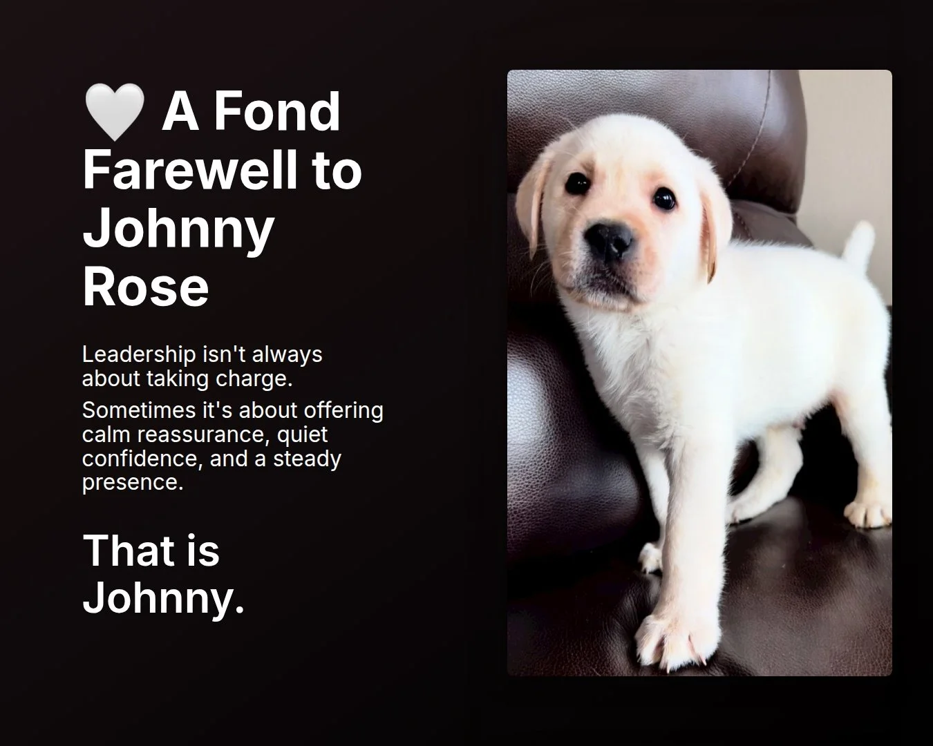 Another fond farewell today for the Creek. 
#CaveInnsCreek #JohnnyRose #EnglishLabradorPuppy