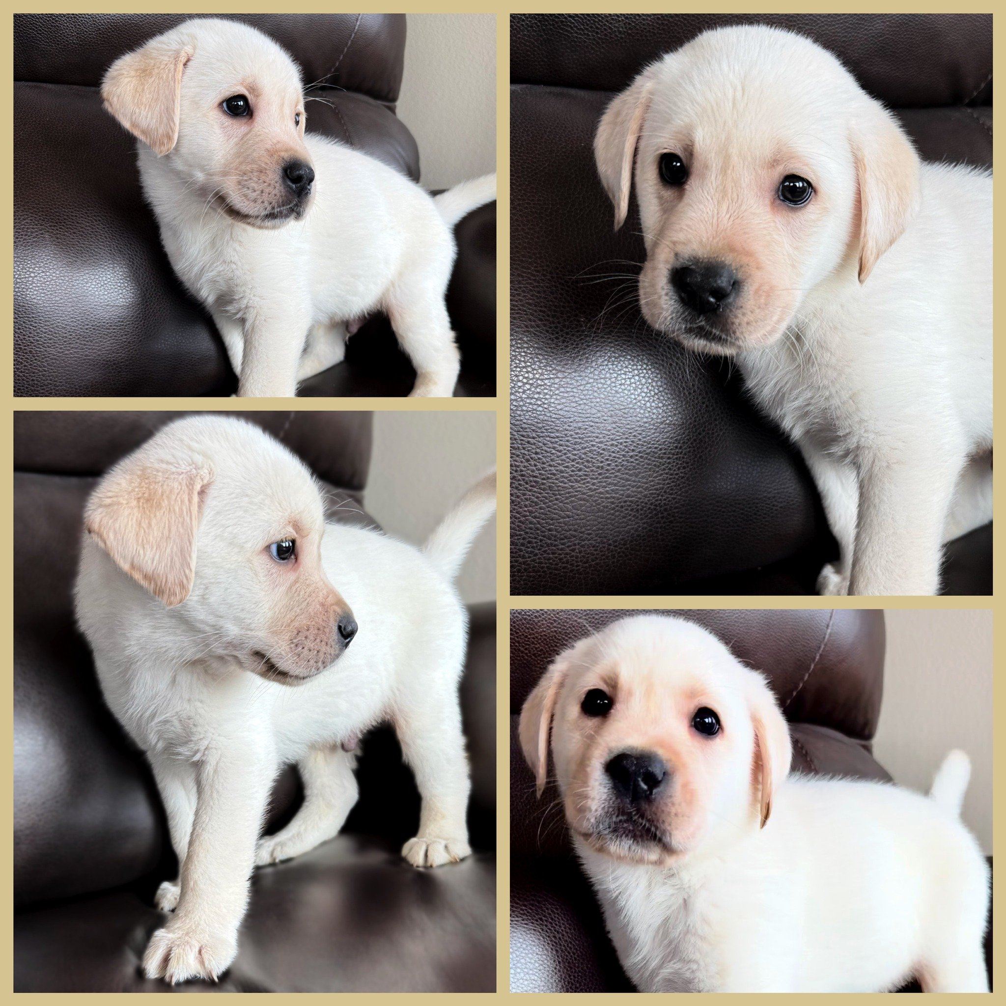 🤍 A Fond Farewell to Johnny Rose

Some puppies have a quiet way of making a lasting impression.

That was Johnny Rose.

Today, Johnny begins his next chapter with the wonderful family who has been waiting to welcome him home, and while we're excited