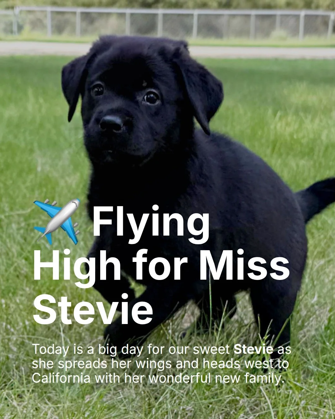 Safe Travels Miss Stevie.

#CaveInnsCreek #Stevie #CaveInnLabradors #EnglishLabrador #ForeverHome #LoveThatJourneyForYou #FlyingHome #CaliforniaBound #LabradorRetriever