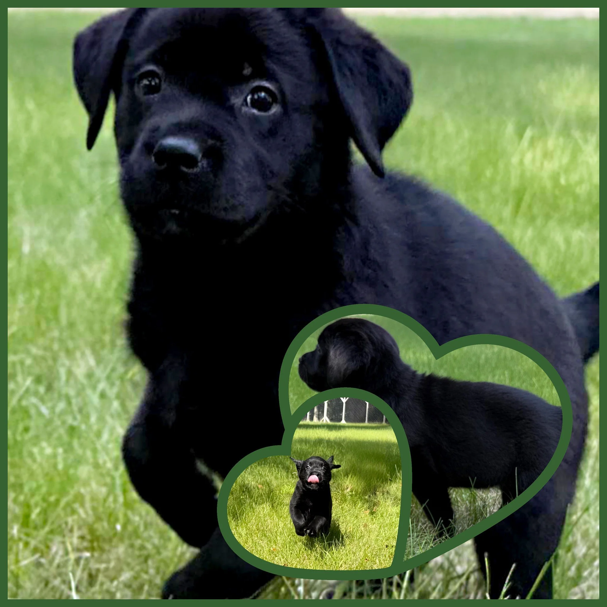✈️ Flying High for Miss Stevie

Today is a big day for our sweet Stevie as she spreads her wings and heads west to California with her wonderful new family.

While we'll certainly miss seeing her bright eyes and wagging tail each morning, we couldn't