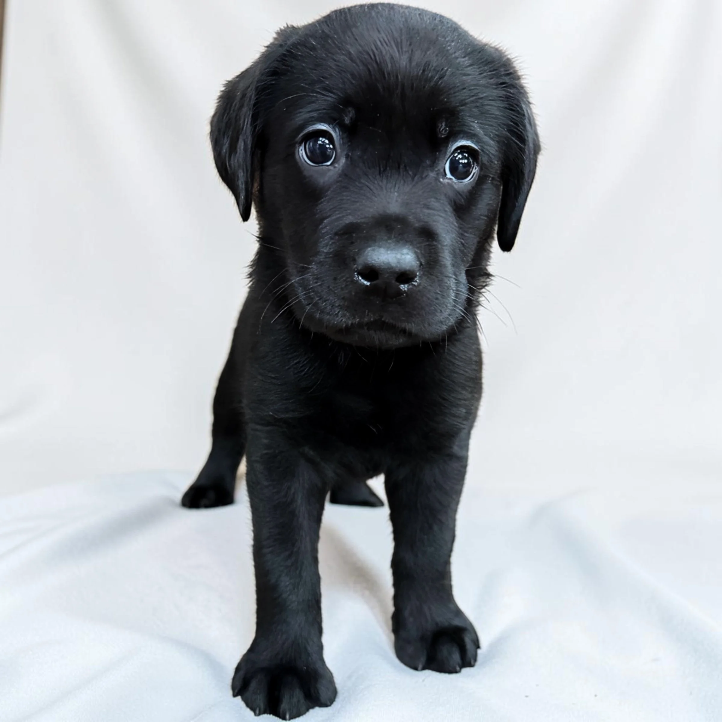 Puppies Looking for Their Perfect Match: Moira &amp; Patrick