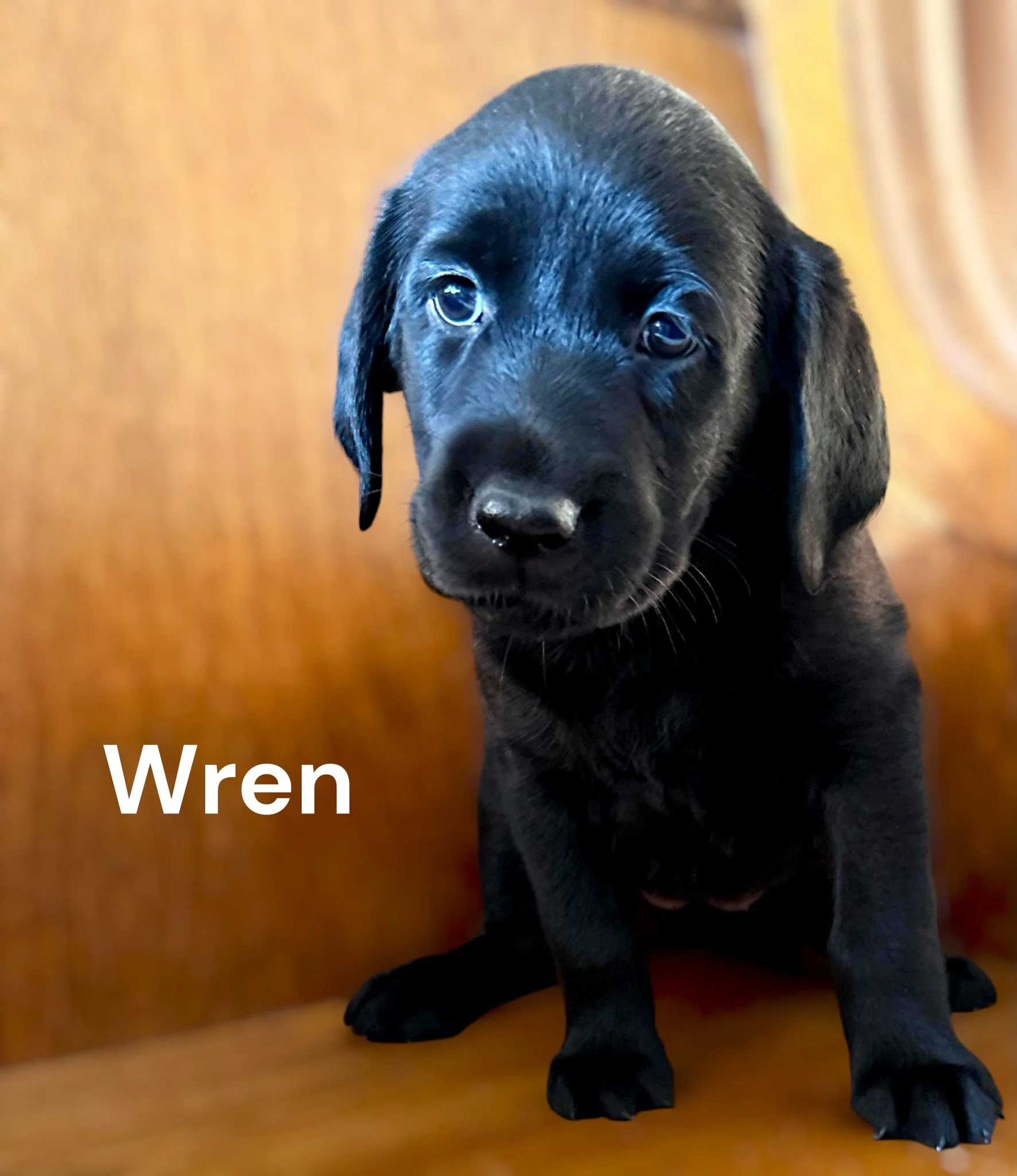 Going Home Week
Checking Out of the Mountain Cabin

🏔️ The time has come for our guests to check out of CaveInn's Mountain Cabin.

For nearly eight weeks, Laurel, Cape, Flint, Smokey, Mocha, Wren, and Scout have filled the nursery with adventure, la