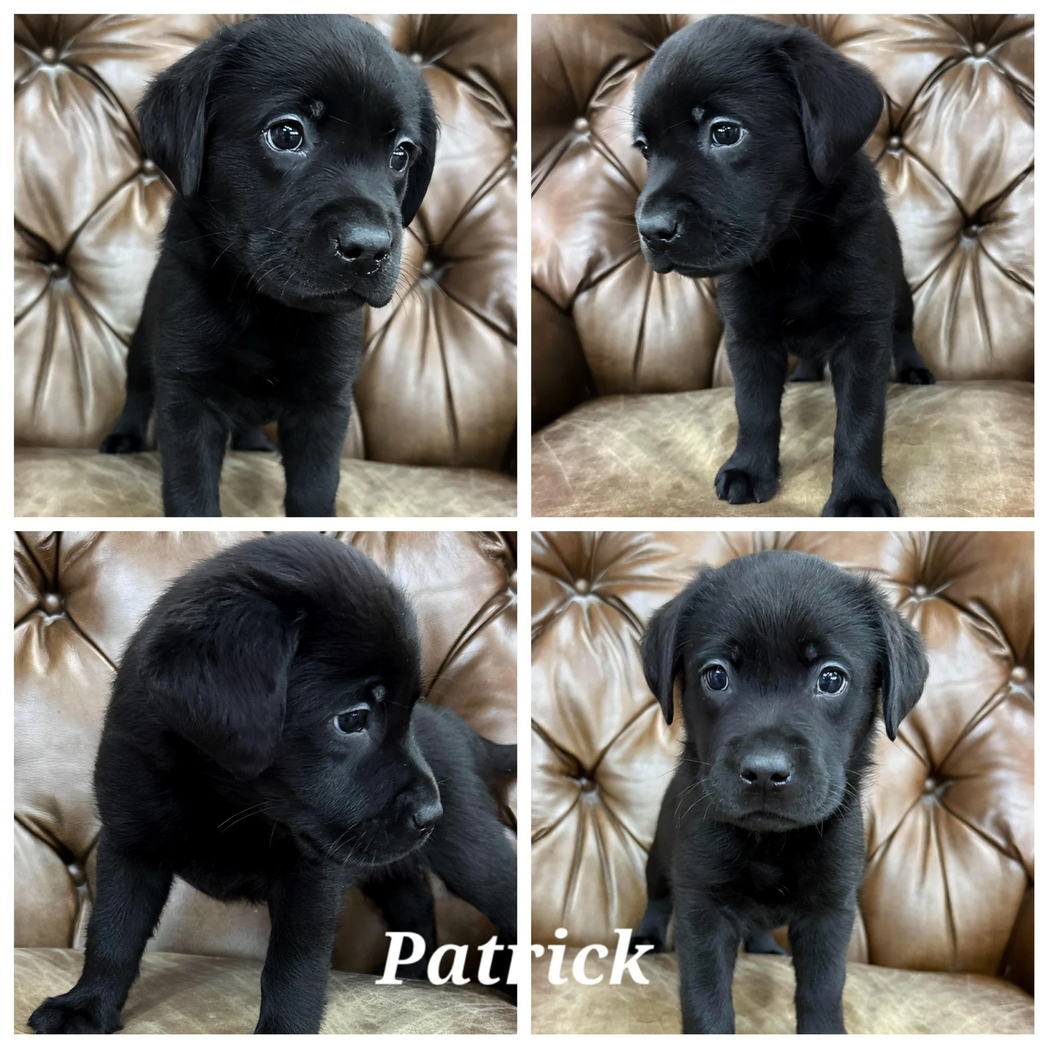Every litter has a few puppies that stay with us just a little longer.

Not because they aren't wonderful&mdash;but because we're waiting for the right family.