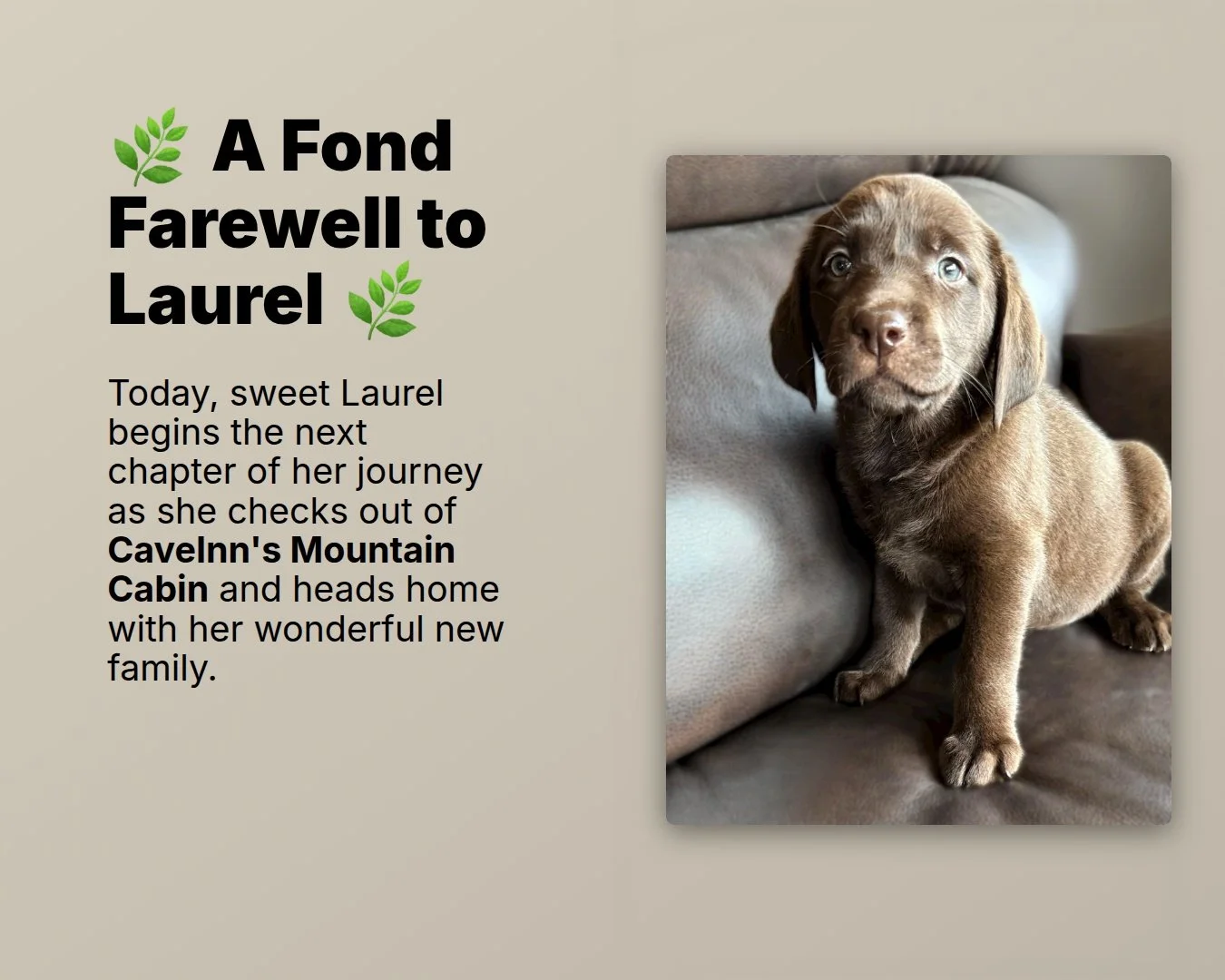 Watching puppies leave is always bittersweet. While our nursery feels a little quieter today, our hearts are full knowing Laurel is exactly where she is meant to be.

Happy trails, sweet Laurel. Thank you for letting us be part of your story. We'll b