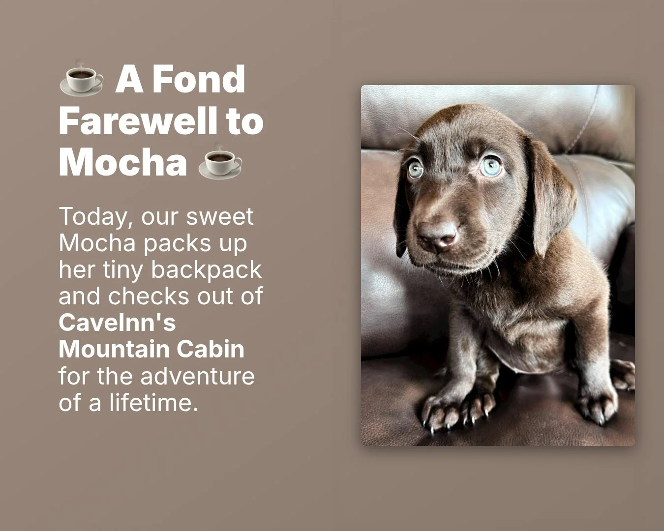 May your days be filled with peaceful walks, crackling campfires, muddy paws, and countless adventures together.

Happy trails, sweet Mocha. Thank you for letting us be part of your story. We'll miss you more than words can say. ❤️🐾

#CaveInnsMounta