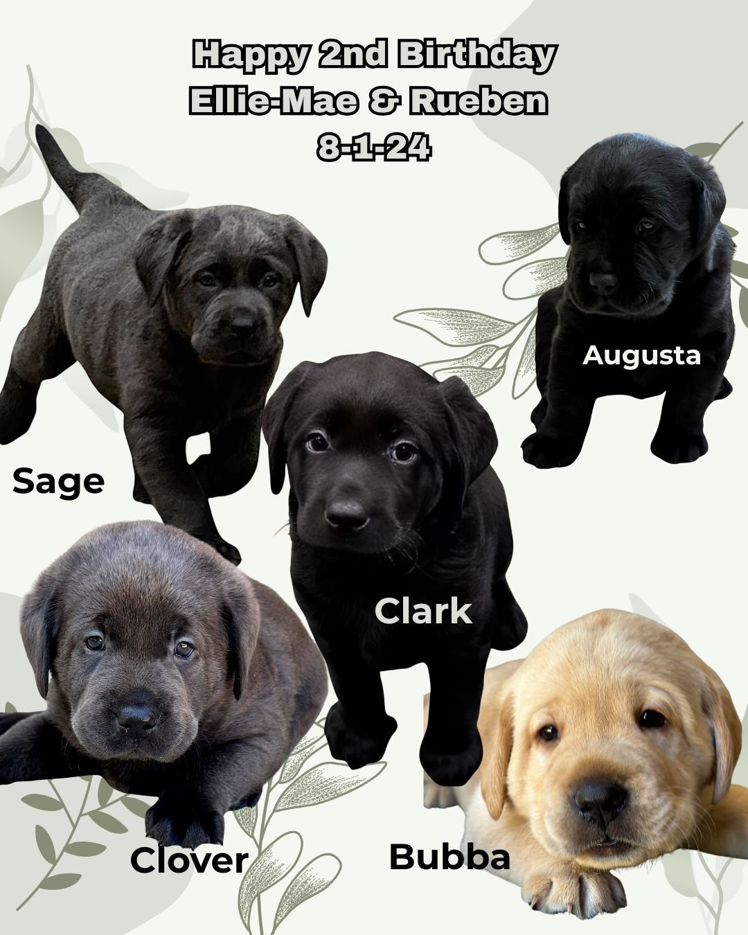Happy 2nd Birthday to Ellie &amp; Rueben's beautiful litter! 🎂🐾

It's hard to believe these sweet pups are already two years old! We hope each one is thriving, filling their homes with loyal companionship, joyful adventures, and plenty of Labrador 