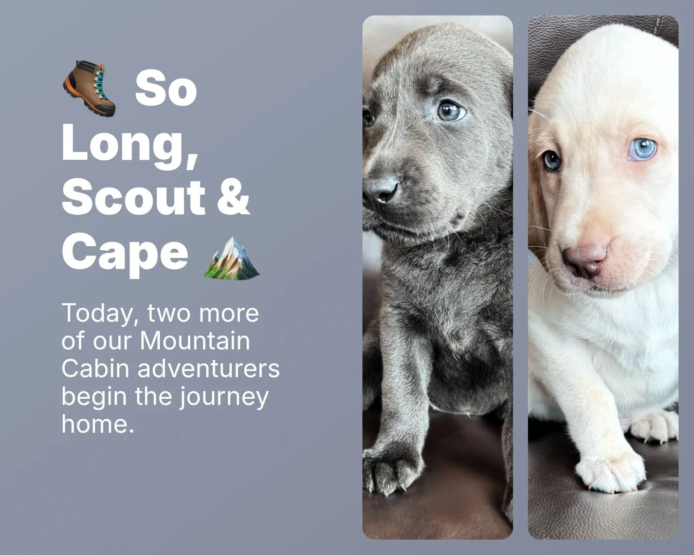 May your trails be long, your campfires warm, and your lives with your families be filled with unforgettable adventures.

Happy trails, Scout and Cape. Thank you for making CaveInn's Mountain Cabin a place we'll always remember. ❤️🐾

#CaveInnsMounta