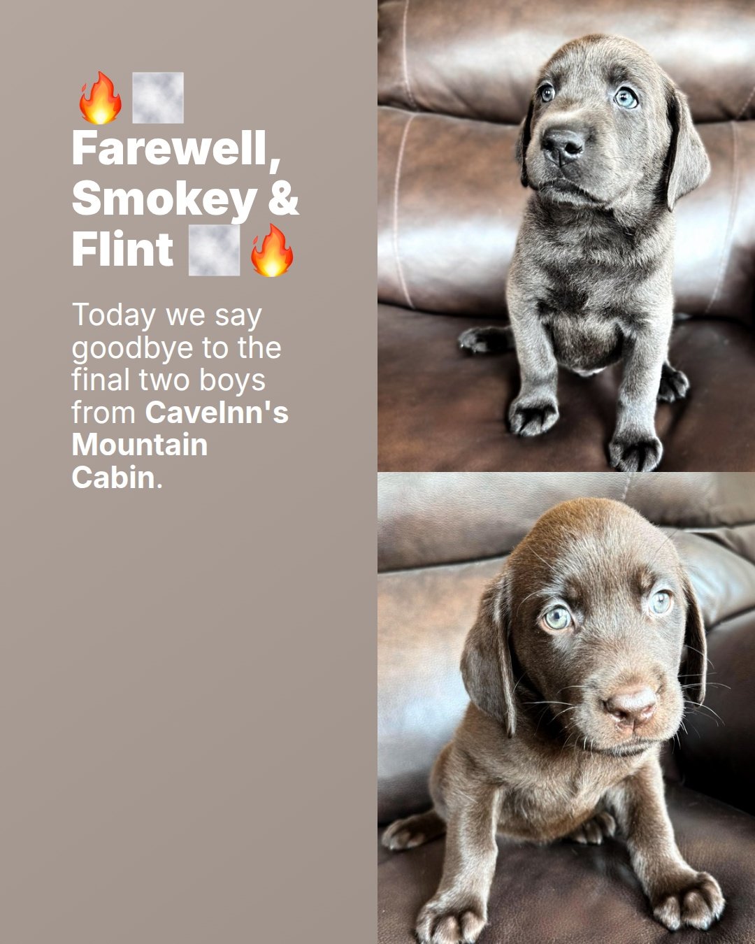 Smokey and Flint, thank you for filling our Mountain Cabin with wagging tails, playful adventures, and memories we'll treasure forever.

May your trails always lead you home, your campfires always be warm, and your lives be filled with love.

Happy t