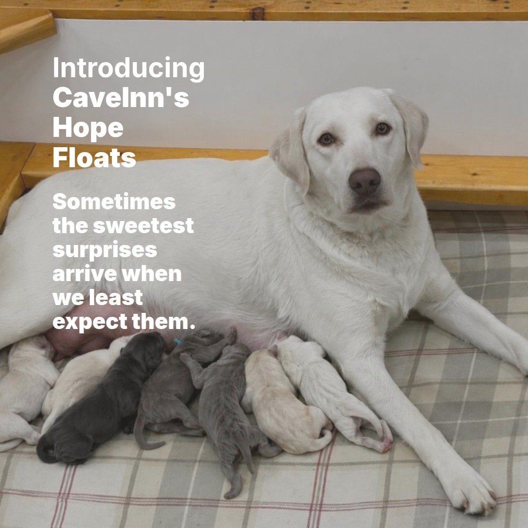 On Thursday evening, Miss Sam decided she wasn't interested in waiting for her due date and quietly welcomed eight beautiful puppies into the world. True to her calm and nurturing nature, she handled delivery like a seasoned professional. Every puppy