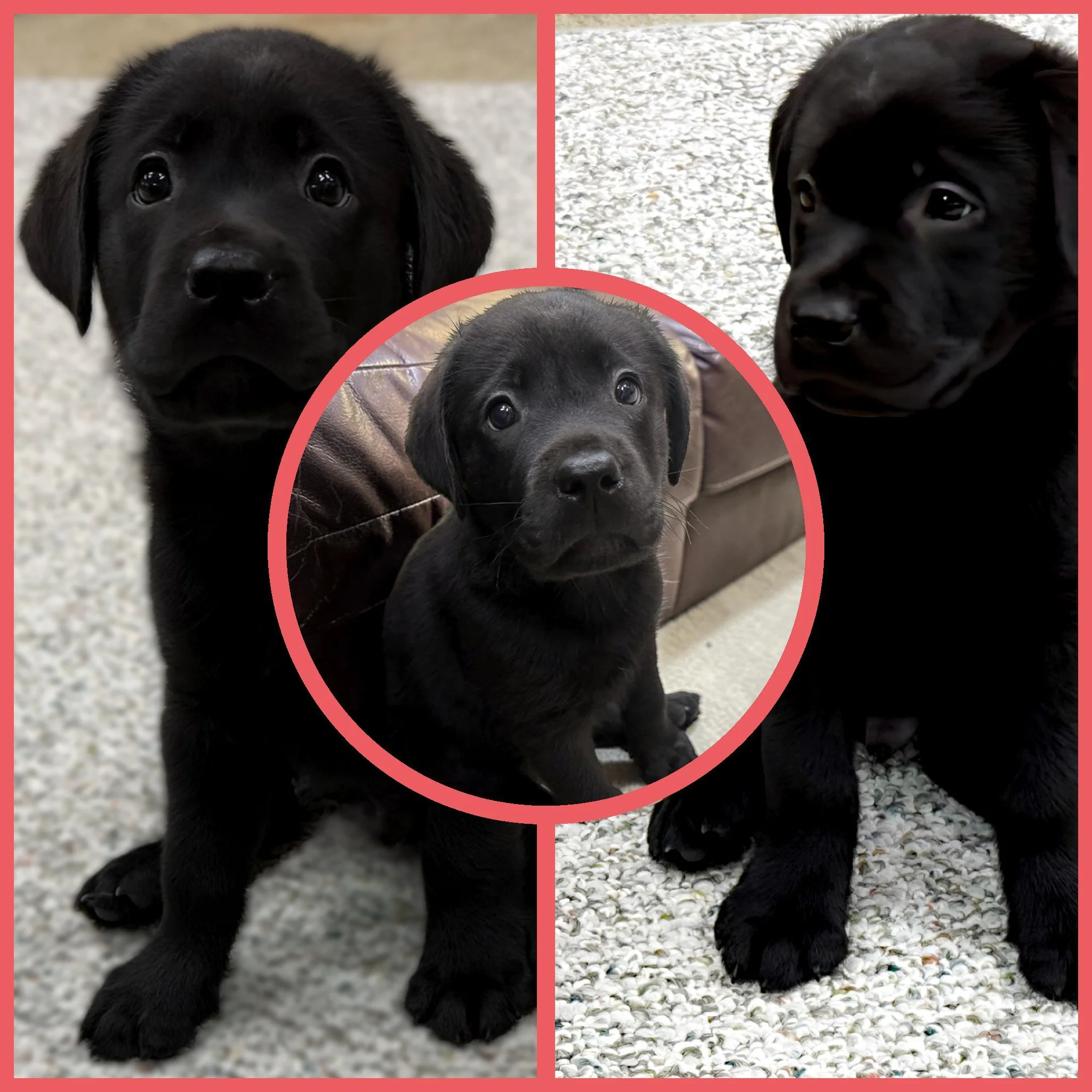 💙 Farewell, Patrick

Sometimes a puppy waits just a little longer because the perfect family is still on their way.

This week, our sweet Patrick found his.

From the beginning, Patrick proved that being the smallest puppy in the litter didn't mean 