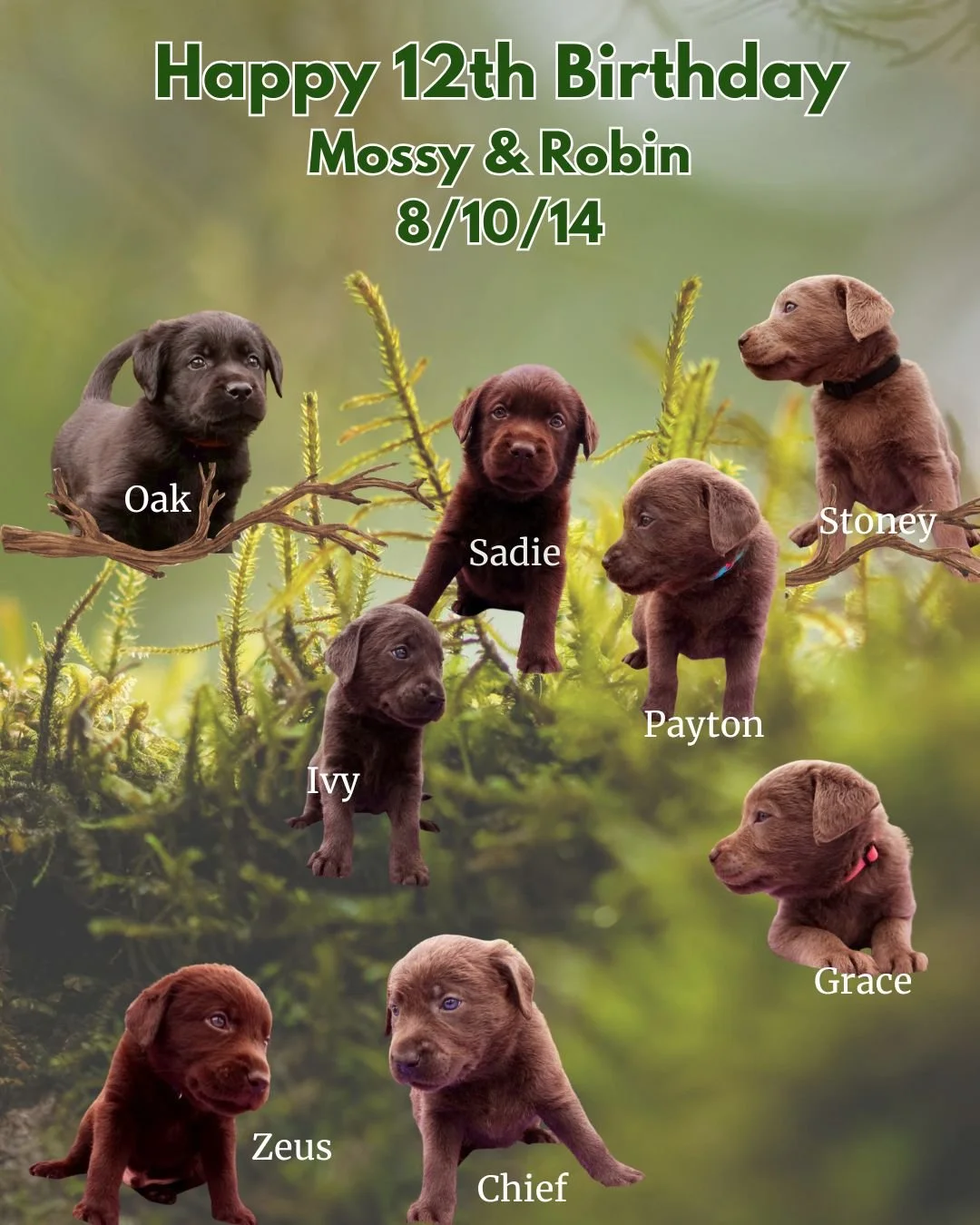 Twelve years ago today, Mossy &amp; Robin welcomed a very special litter into the world. 💛

To the families celebrating a 12th birthday today, we hope your beloved Labrador is enjoying every moment of this remarkable milestone. Twelve years is a tes