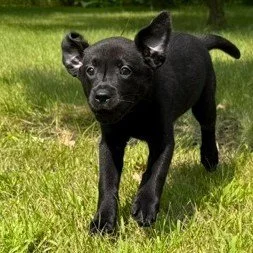 🤍 And Then There Was Moira&hellip;

Today, we said farewell to Moira, the final puppy from CaveInn's Creek to leave for her forever home.

And just like that, the Creek is quiet.

Our mighty little whirlwind waited a bit longer than some of her sibl