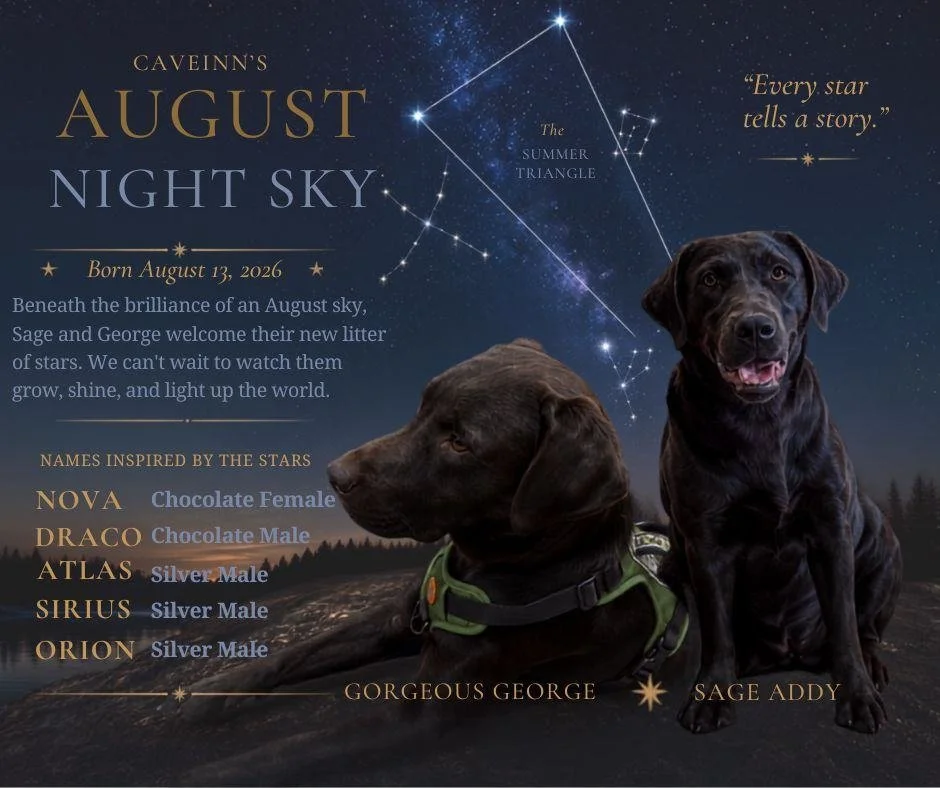 A Sky Full of New Stars

Every great story begins with a single light. This week our little constellations entered the world, each one destined to brighten a family's life.

Sage delivered her puppies a few days early at the #CaveInn. Welcome CaveInn