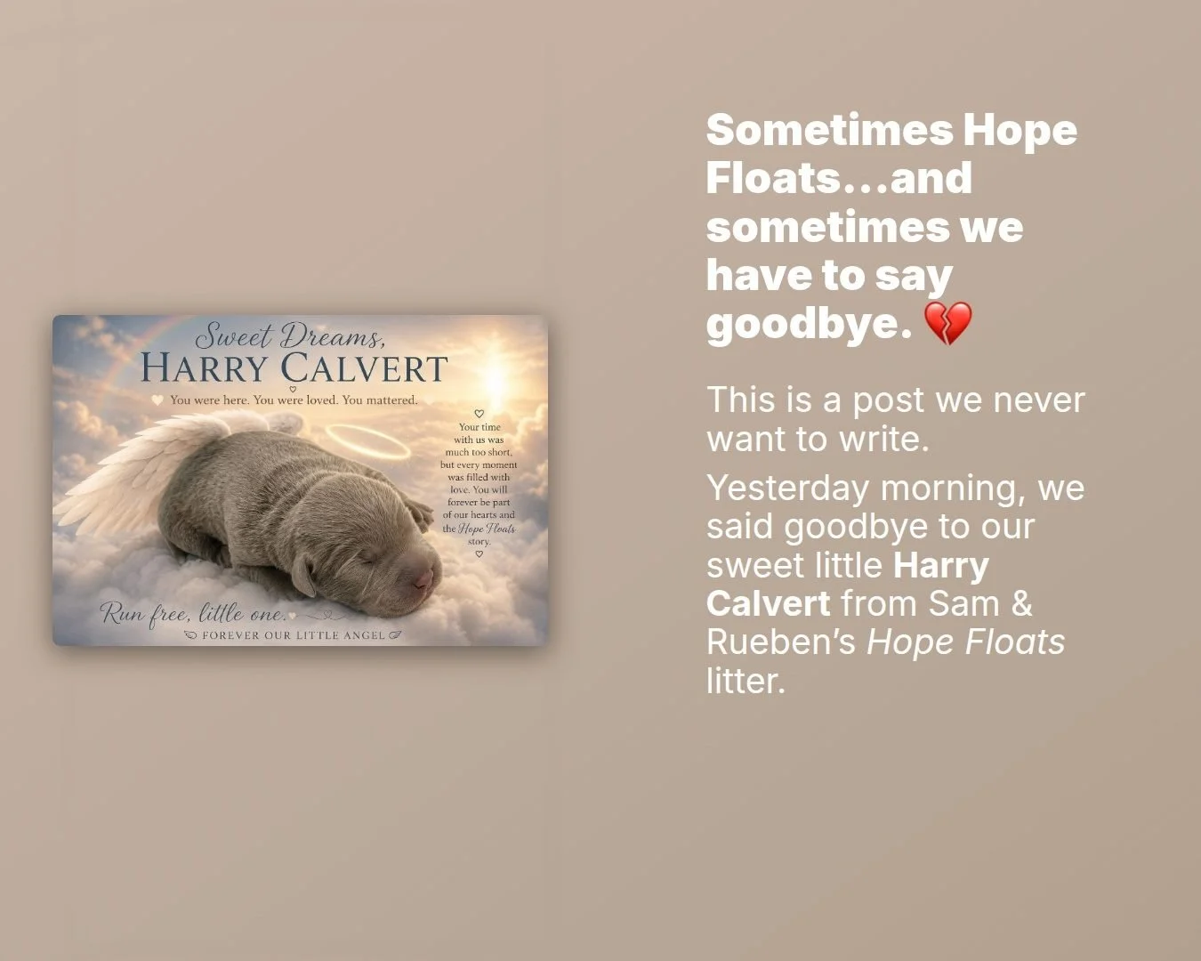 Over the past several days, Harry began showing signs consistent with fading puppy syndrome. We worked closely with our veterinarian and did everything we could to help him, including supportive care, subcutaneous fluids and antibiotics. We hoped wit