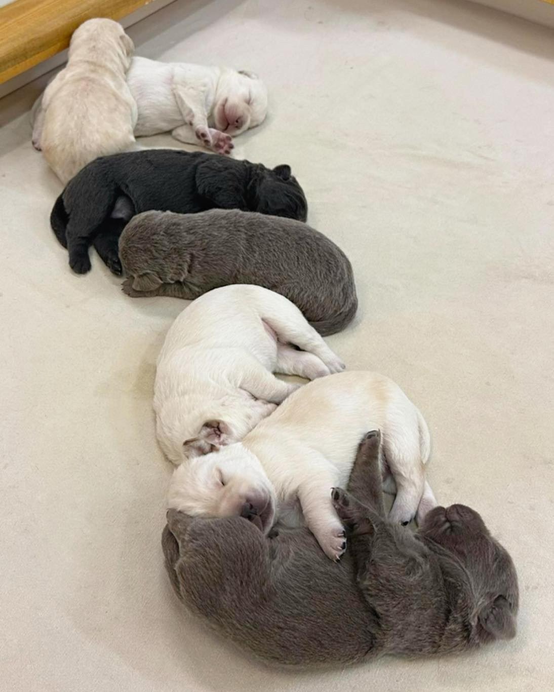 Miss Sam&rsquo;s #HopeFloats puppies growing like champions. 

#puppiesofinsta #caveinnlabradors