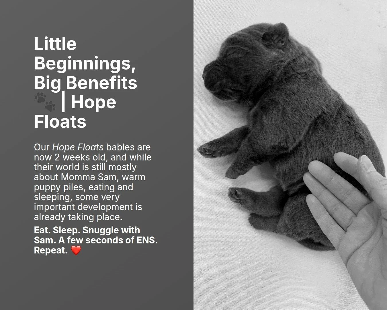 From days 3&ndash;16, we incorporate Early Neurological Stimulation (ENS) into our daily handling. These brief, gentle exercises introduce each puppy to mild, controlled stimulation during an important period of neurological development.

Our seven l