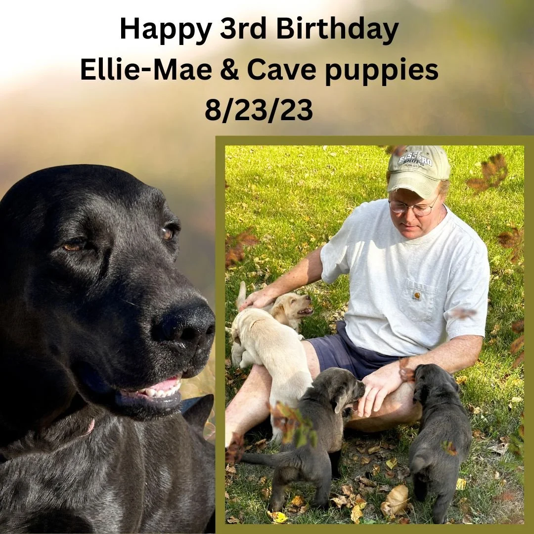 Happy 3rd Birthday to Ellie-Mae &amp; Cave's wonderful litter! 🎉🐾

Three years have flown by, and we hope each of these beautiful Labs is living their best life&mdash;bringing joy, laughter, and unwavering companionship to the families who love the