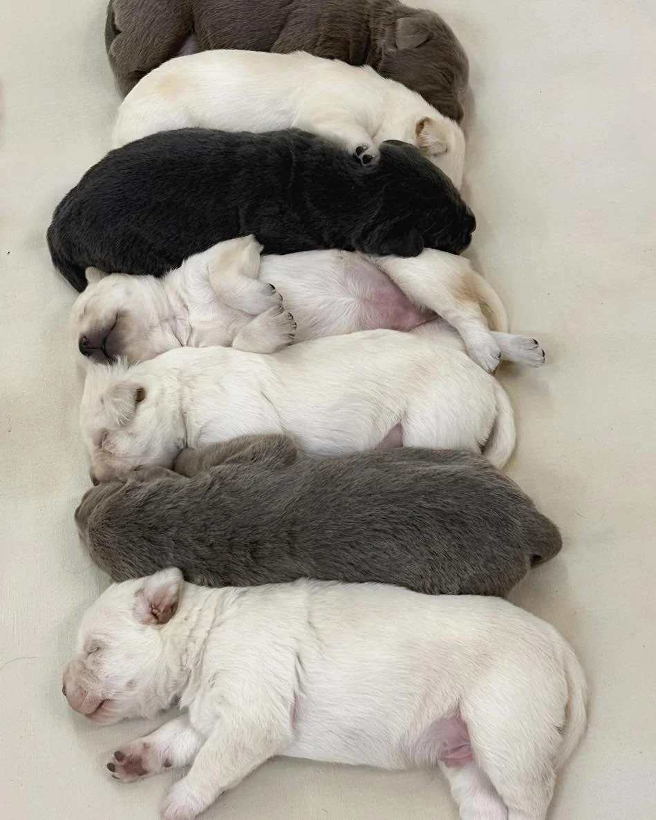 When the puppies put themselves to bed&hellip; 🤍
Before heading to bed last night, I opened the nursery door for one final check and found this.
Seven little Hope Floats babies, all perfectly lined up&mdash;as if someone had tucked them in one by on