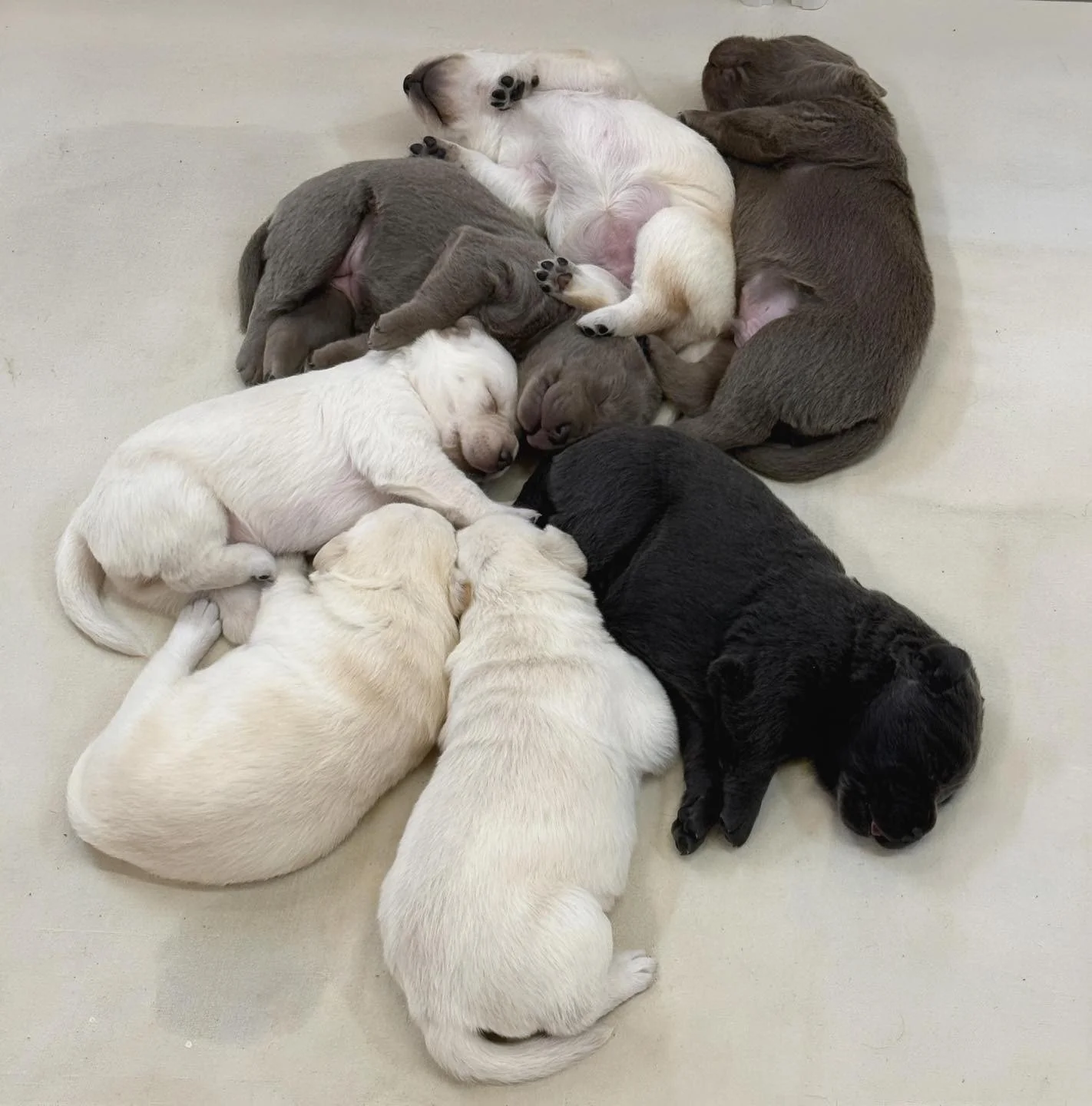 The #HopeFloats Puppy Pinwheel! 🐾
No posing required&mdash;these seven somehow arranged themselves into the perfect puppy pinwheel. Apparently synchronized sleeping is already one of their talents. 😂
Same litter. Same nap schedule. Perfect formatio